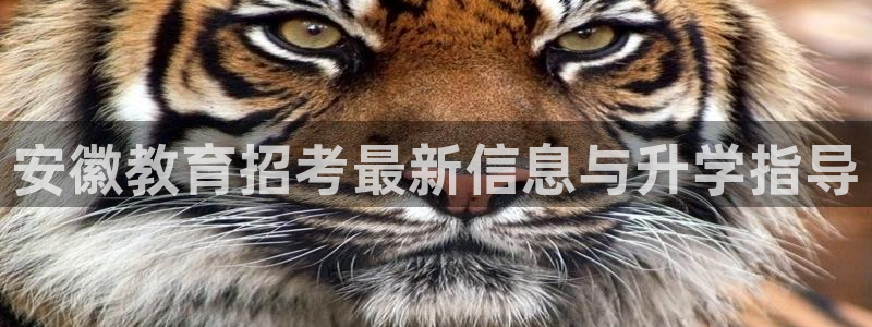 高州市新航线娱乐俱乐部：安徽教育招考最新信息与升学指导