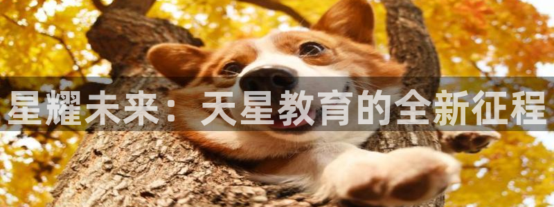 新航娱乐属于什么档次